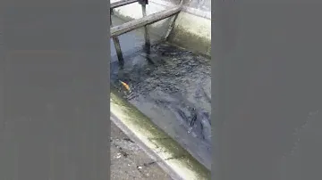 Гибрид белуги и стерлядя