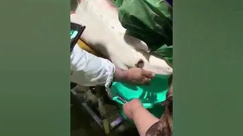Дойная икра