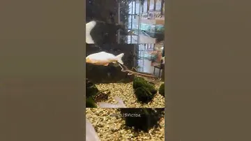 Аквариум 🐠🐟🐠水族館