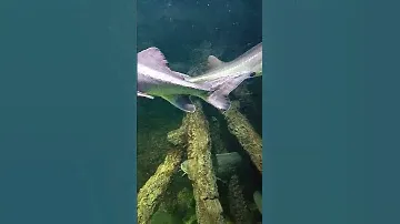 белуга калуга осетр осетровые рыбы аквариум аквариумные московский океанариум Москвариум Москва дно