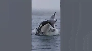 Nobody escapes an Orca!