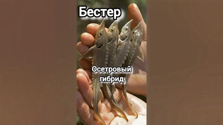 БЕСТЕР: Осетровый гибрид. #fishing #осетр #бестер #рыбалка