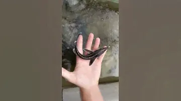 Бестер Ф1